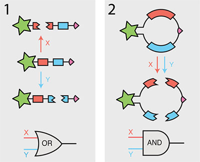 linker structures that can perform different logical operations