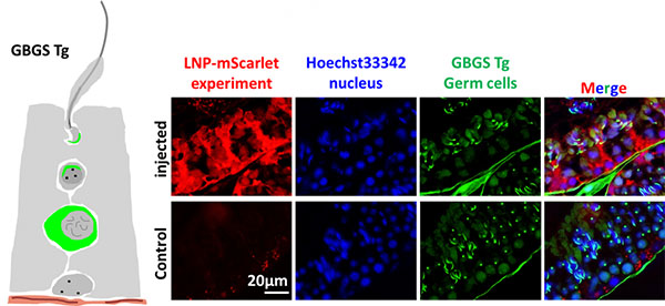 LNP is delivered to both germ cells and Sertoli cells