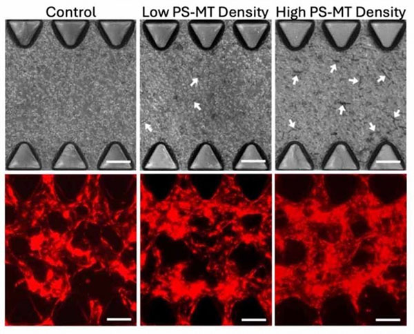 a composite hydrogel incorporating polystyrene microtubes