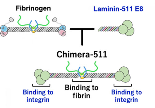 Construction of the fibrin-laminin-511 chimeric protein