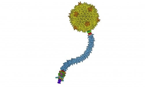Phage Bxb1