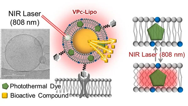 A liposome capable of on-demand release of bioactive compounds upon near-infrared (NIR) laser irradiation