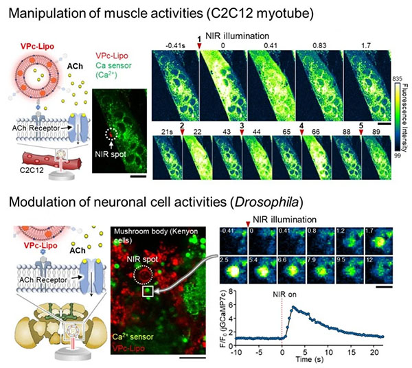 artificial synaptic vesicle