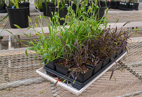 Setaria viridis, a grass species similar to corn and sorghum