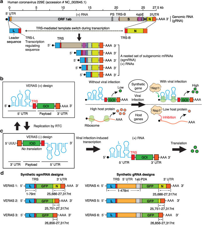 The design of coronavirus VERAS RNAs