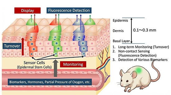Engineered epidermal stem cells in grafted skin detect internal biomarkers and emit fluorescence, enabling non-invasive, long-term monitoring of physiological signals in mice