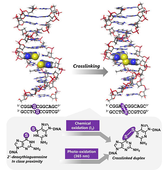Thioguanosine (shown as S in the sequence) is placed at nearby, non-complementary positions within a DNA duplex