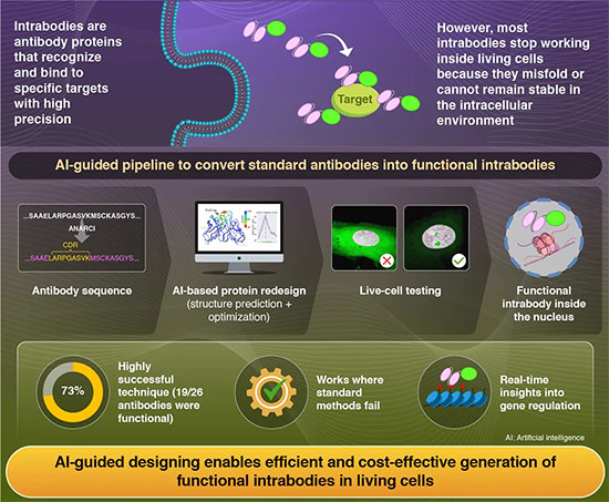AI-assisted protein design to rapidly convert antibody sequences to intrabodies targeting diverse peptides and histone modifications