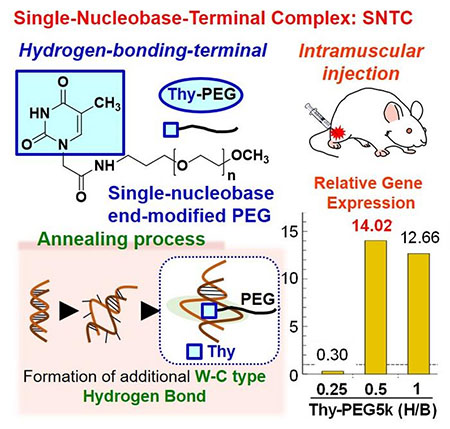 Thymine modified polymer for delivering DNA into cells