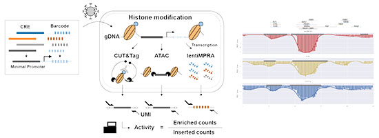 Overview of e2MPRA