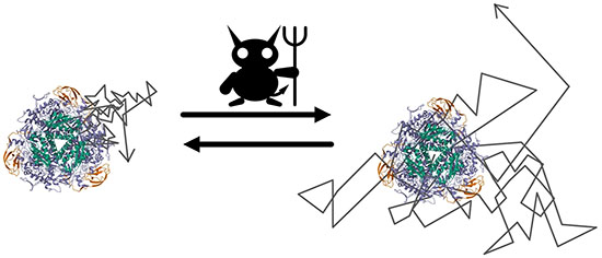 Enzymes as Maxwell's Demon