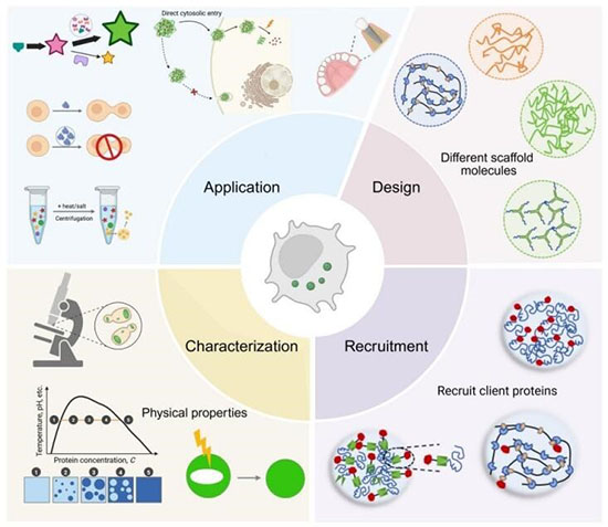 Construction and applications of membraneless organelles