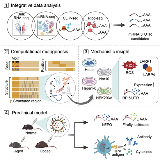 Schematic Diagram of mRNA Therapeutic Design and Validation Using Bioinformatics