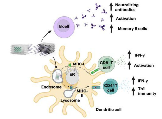 Broad and potent immune activation with DoriVac vaccines