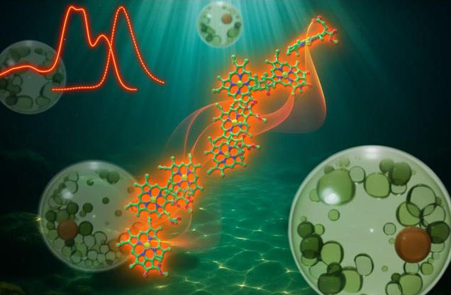 Freshwater alga Trachydiscus minutus has a unique chlorophyll structure to capture far-red light