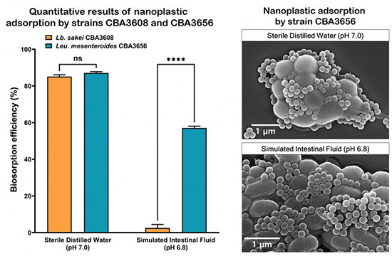 Mechanism of nanoplastic biosorption by kimchi lactic acid bacteria