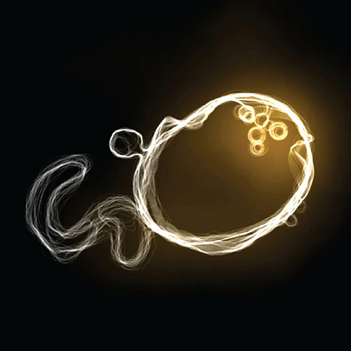 Lipid localisation at early endosomes