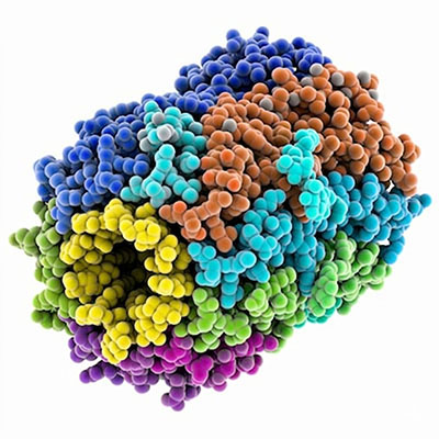 A molecular model showing the rotor ring component of ATP synthase