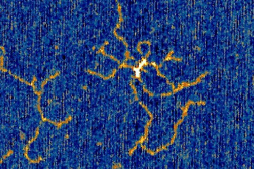 Nanoscale view of several interwoven fragments of ‘doodled’ DNA (orange and white strands) imaged on a near perfectly flat mica surface (shown in blue) using a custom high-speed atomic force microscope