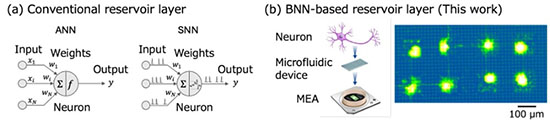 Artificial neural networks (ANNs) and spiking neural networks (SNNs)