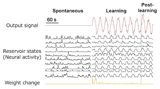 Example of time-series learning using physical reservoir computing with cultured neurons