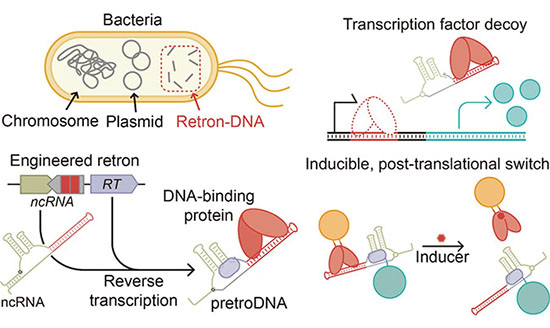 Schematic illustration of the intracellular production of protein-binding non-genetic DNA and its application in controlling protein activity