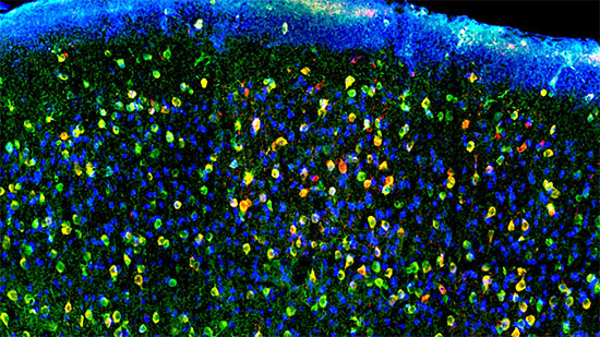 Multicolor images of mouse brain tissue showing inhibitory neurons labeled with a red fluorescent VIS-Fb that binds to the green calcium biosensor. Neurons are highlighted in blue.