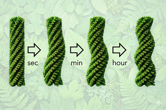 Time-Evolving Helicity in Chlorophyll-Based Polymers