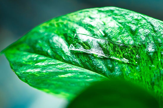 new adhesive gel sticks to a green plant surface