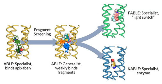 protein design