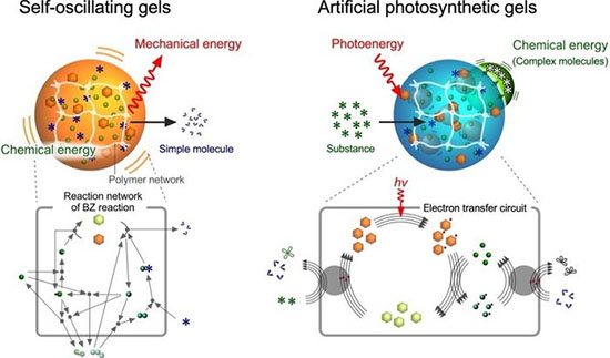 Metabolism-inspired hydrogels involving chemical reaction circuits, self-oscillating gels and artificial photosynthetic gels