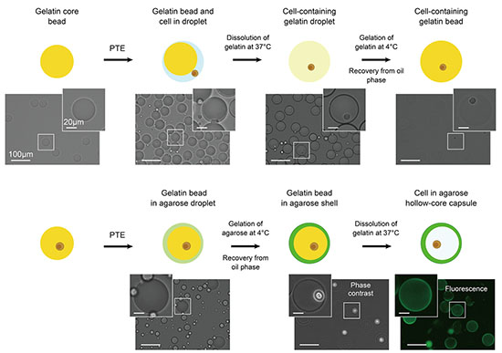 Emulsion-templated gel embedding