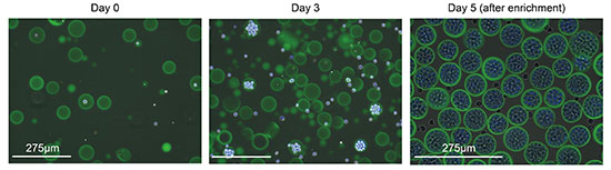 microscope images of Cell proliferation