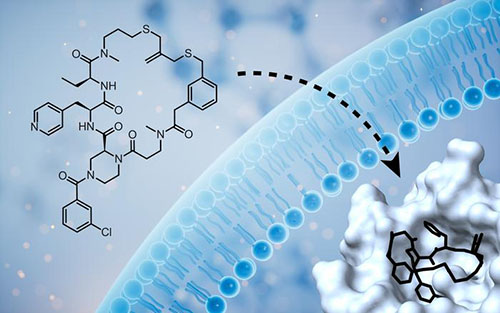 Membrane-permeable cyclic peptide that inhibits the intracellular Keap1-Nrf2 protein-protein interaction