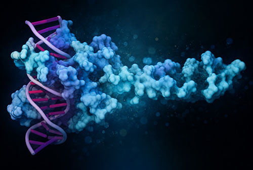 3-D illustration of a transcription factor bound to DNA. The Landau lab's new method, called D&D-seq, allows single-cell analysis of such interactions