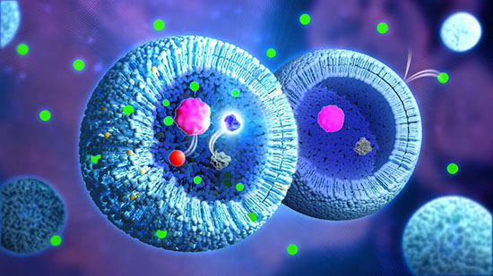 Two blue spherical vesicles containing pink and gray internal components, surrounded by small green particles on a purple background.