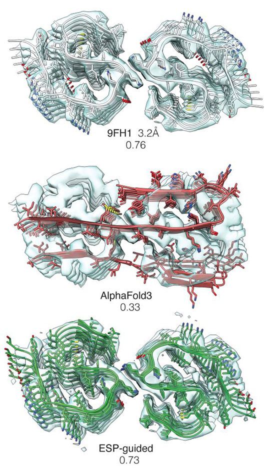 Reconstruction of an amyloid-beta fibril using cryoEM electrostatic potential (ESP) map guidance (green).