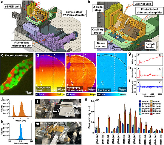cell analysis with tapping-mode scanning probe electrospray ionization