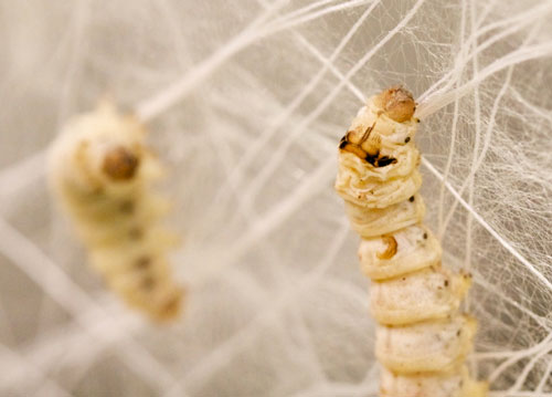 Bombyx mori silkworms deposits silk fiber