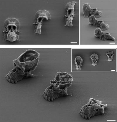 Microscopic Chimp Skull