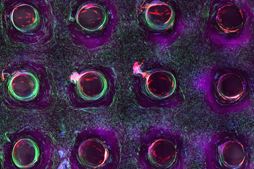 Confocal microscopy image showing a cross-section of a 3D-printed tissue