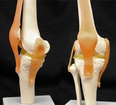 A cartilage-mimicking material for knees