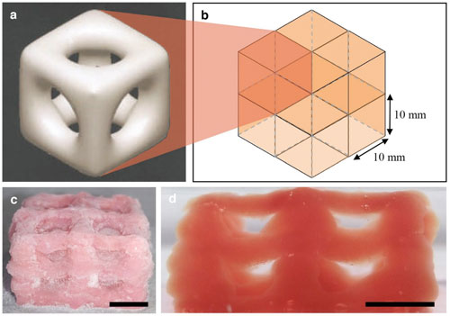 3D-printed hydrogel scaffold