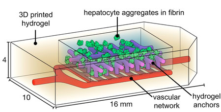 Schematic of bioprinted implant that contains liver cells called hepatocytes