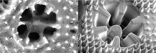 The skeleton structure of the coral Stylophora pistillata (left) is reflected in the 3D printed material (right)