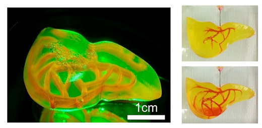 3D-printed a human liver model that includes a vascular network