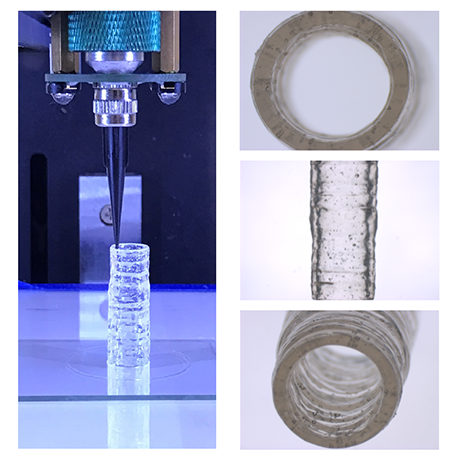 Photos of cylindrical clear 3D bioprinted vascular model