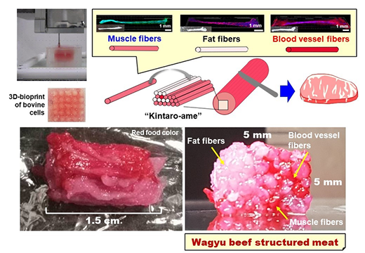 Scheme of 3D-bioprinted structured Wagyu beef meat