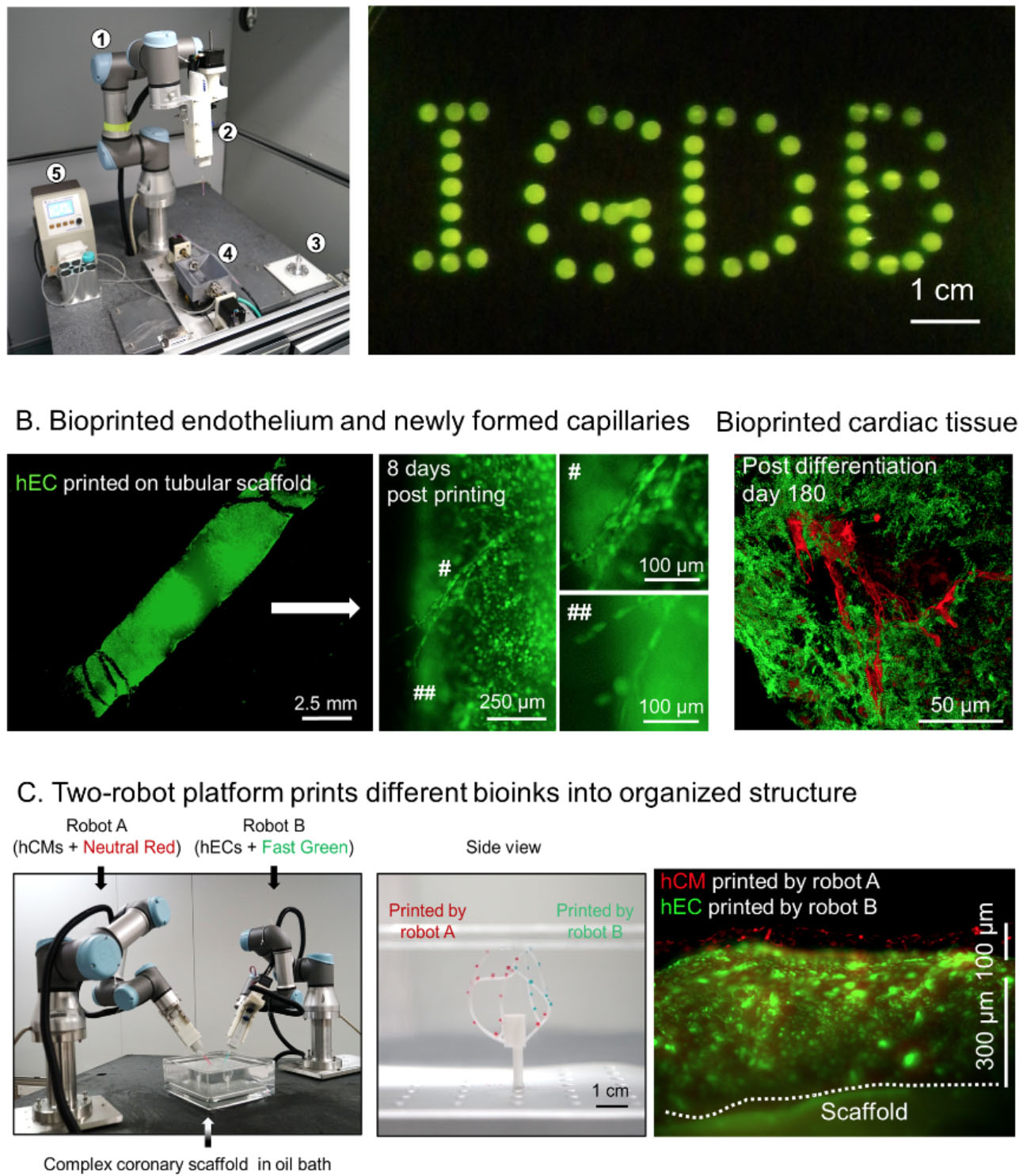 six-axis robot-based bioprinting system and its printing products