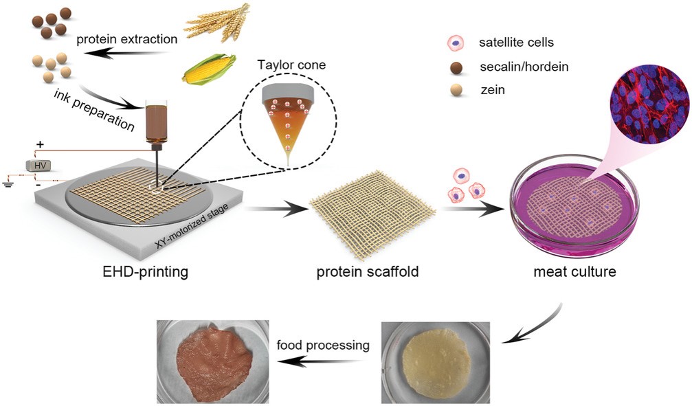 The process of growing cultured meat using a plant protein-based scaffold via 3D-printing technology